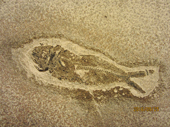 クリーニングして現れたワイオミング州産魚化石