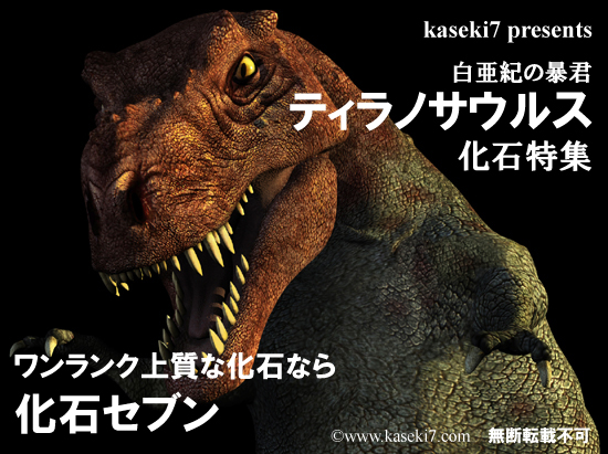 ティラノサウルス　化石　販売