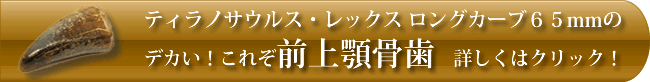 これぞ前上顎骨歯