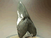 偽物　メガロドン　歯