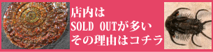 化石 販売