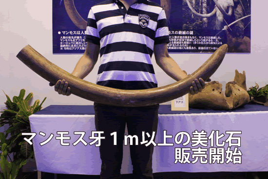 マンモスの牙１ｍの美化石