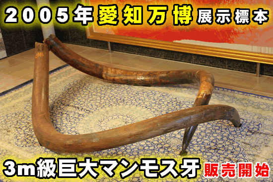 2005年愛知万博展示標本マンモス3m牙