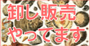 化石　卸し　販売