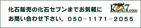 マンモスの全身骨格販売いたします！