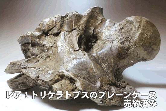 トリケラトプスの脳を包んでいた骨