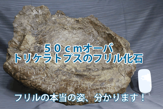 トリケラトプスのフリル５０センチオーバ