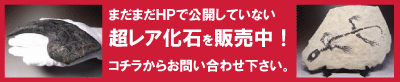 博物館　化石