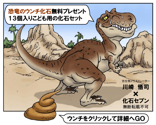 化石　セット