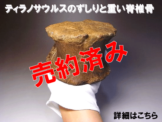 ティラノサウルス　脊椎骨