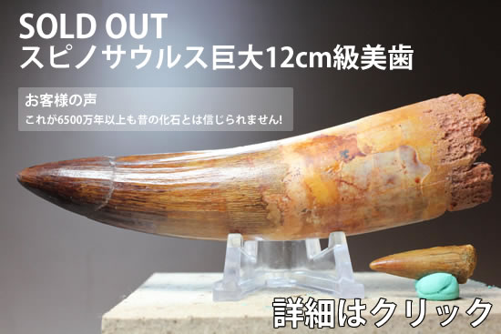 スピノサウルスの巨大12cm級美歯