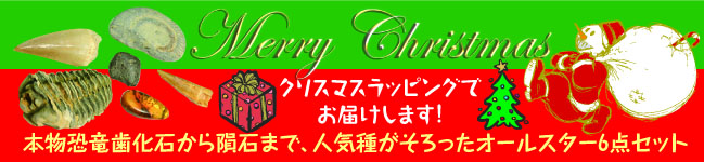 クリスマス子ども用化石セット