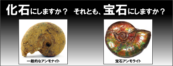 アンモライト 販売