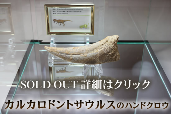 カルカロドントサウルスのハンドクロウ、売約済み