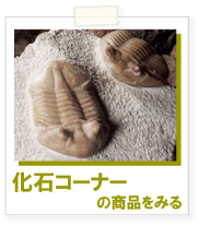 化石販売
