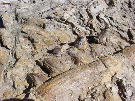 モササウルスの歯の化石