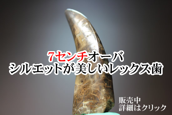 ７セントオーバシルエット画美しいレックス歯