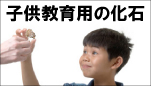 教育用 化石