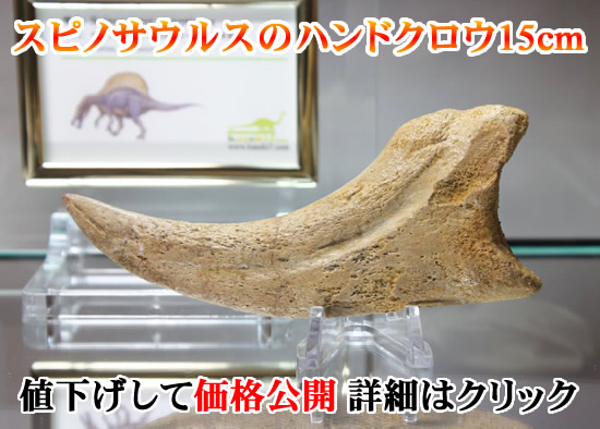 スピノサウルスのハンドクロウ１５ｃｍ