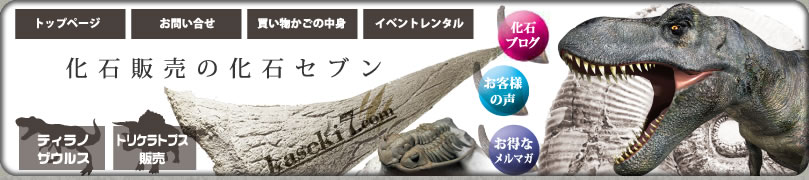 恐竜 化石 販売