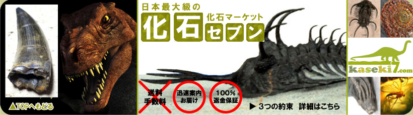 化石 販売
