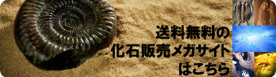 化石 販売