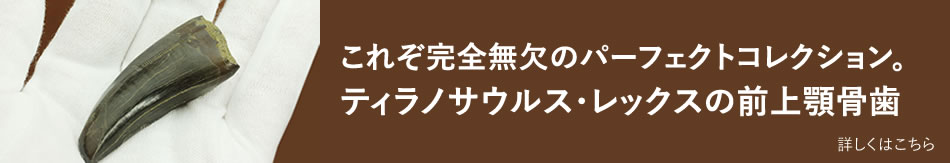 ずっと大切に所有していただきたい宝物、これぞパーフェクトコレクション。ティラノサウルス・レックスの前上顎骨歯。/中生代白亜紀（1億3500万 -- 6500万年前）【di930】