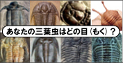 三葉虫　販売
