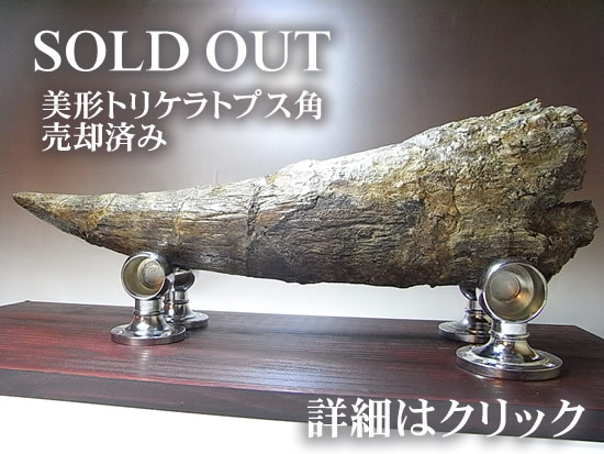 トリケラトプスの角、売約済み