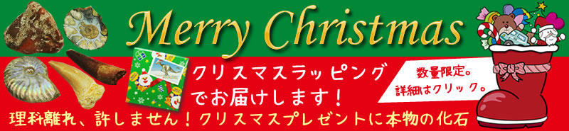 クリスマスプレゼントに化石を贈ろう