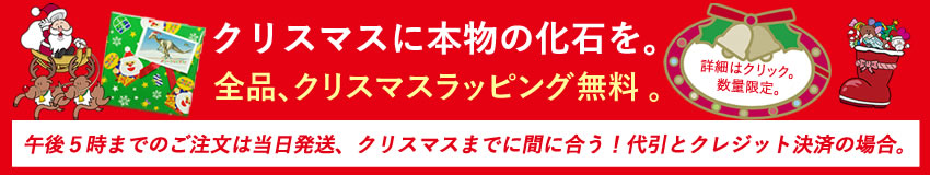 クリスマスに本物の化石をプレゼントしよう