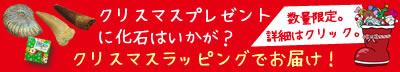 クリスマスプレゼントに化石はいかが？