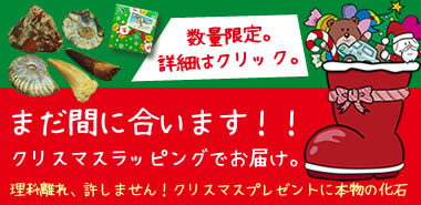 クリスマスプレゼントに化石を贈ろう