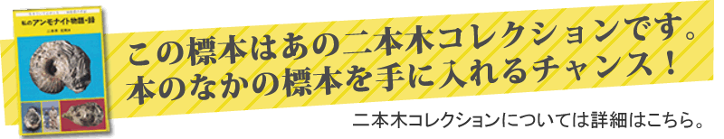 二本木認定コレクション「私のアンモナイト物語・録」23ページ掲載。北海道産アンモナイトノジュール化石