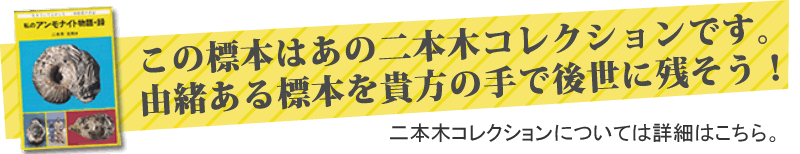 二本木認定コレクション、出ました！あこがれのメヌイテス・ジャポニクス(Menuites Japnicus)