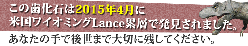 これぞコレクションのど真ん中。迫力とクオリティを兼ね備えたティラノサウルス・レックスの歯化石