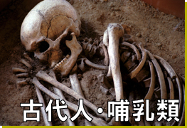 類人猿 全身骨格　骨格模型