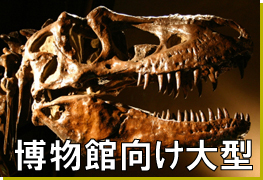 恐竜　全身骨格　骨格模型