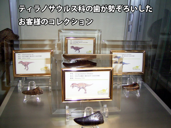 ティラノサウルス科の恐竜の歯の画像