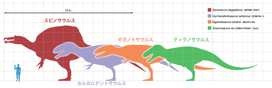 ギガノトサウルスとその他の獣脚類の比較