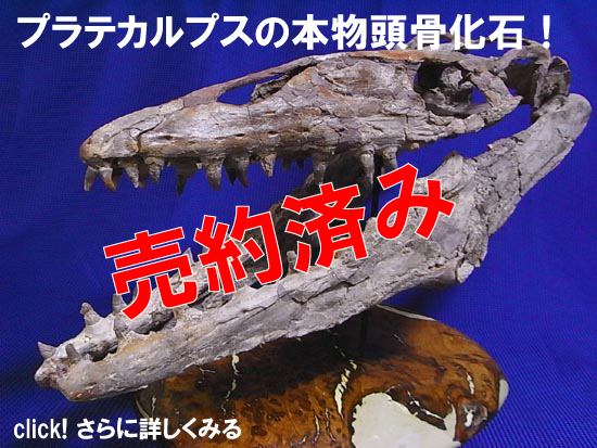 プラテカルプス　頭骨