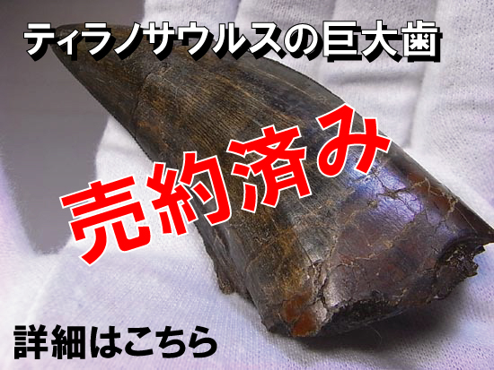 ティラノサウルス　化石