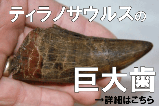 ティラノサウルス
