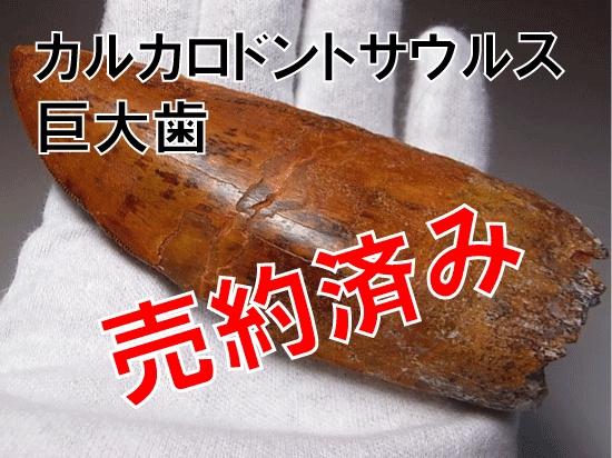 カルカロドントサウルス巨大歯