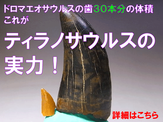 ティラノサウルス　歯