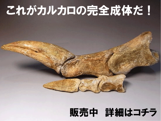 カルカロドントサウルスの爪