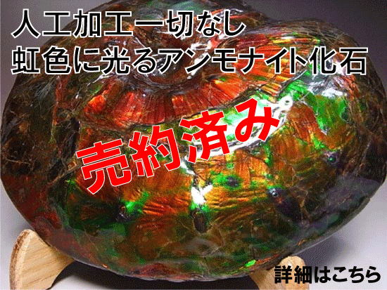 ティラノサウルス　歯