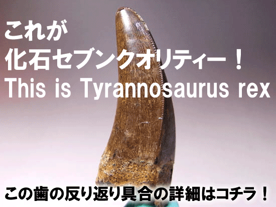 化石　セット