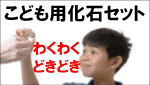 教育用 化石 セット