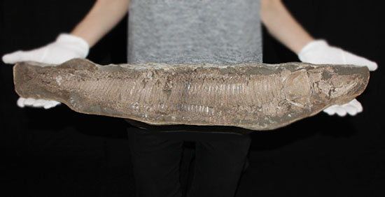 顔面凶器！化石になってもその迫力を失わない古代魚。７０ｃｍに迫る高品位ネガポジ２枚組化石です。（その1）